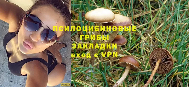 Галлюциногенные грибы Cubensis  как найти   Володарск 